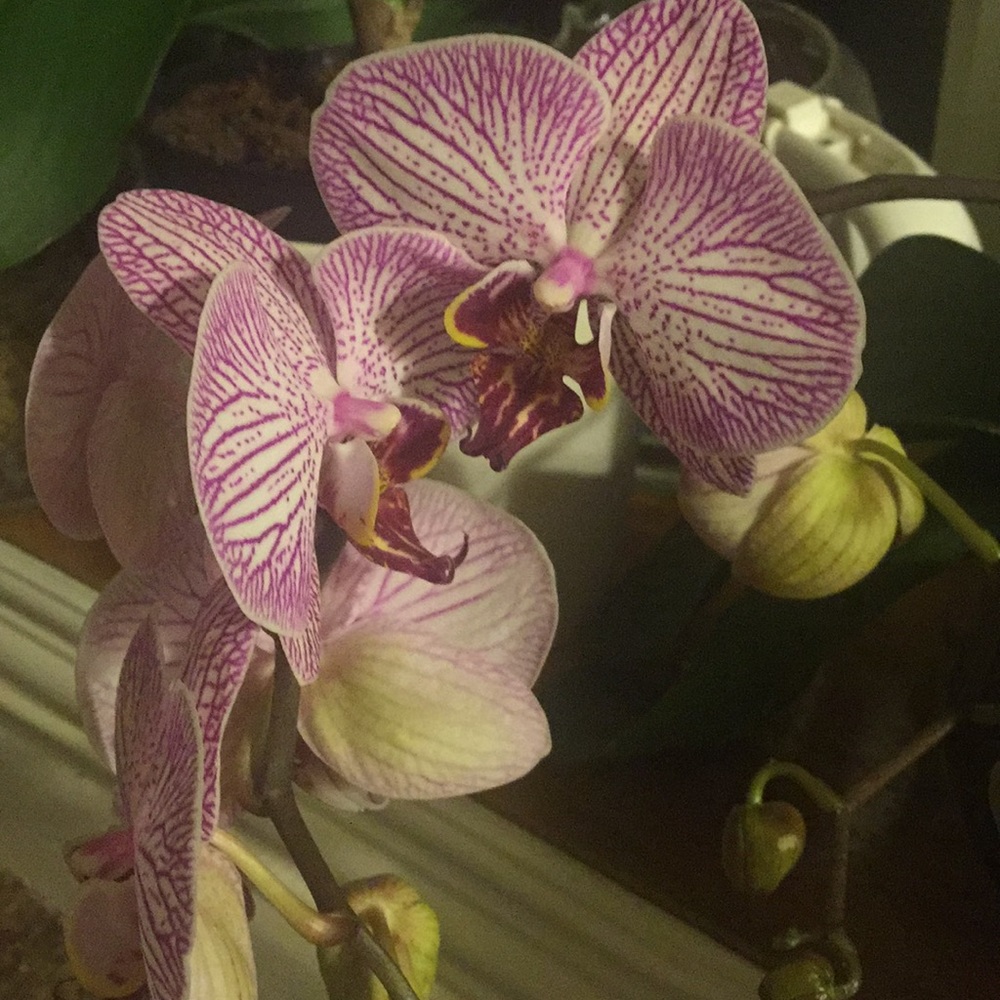 Meet your Posher, Lidiia